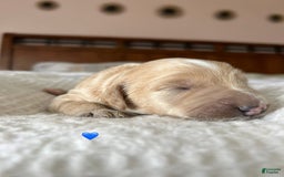 Goldendoodle dogs for sale: Butters - Image 2