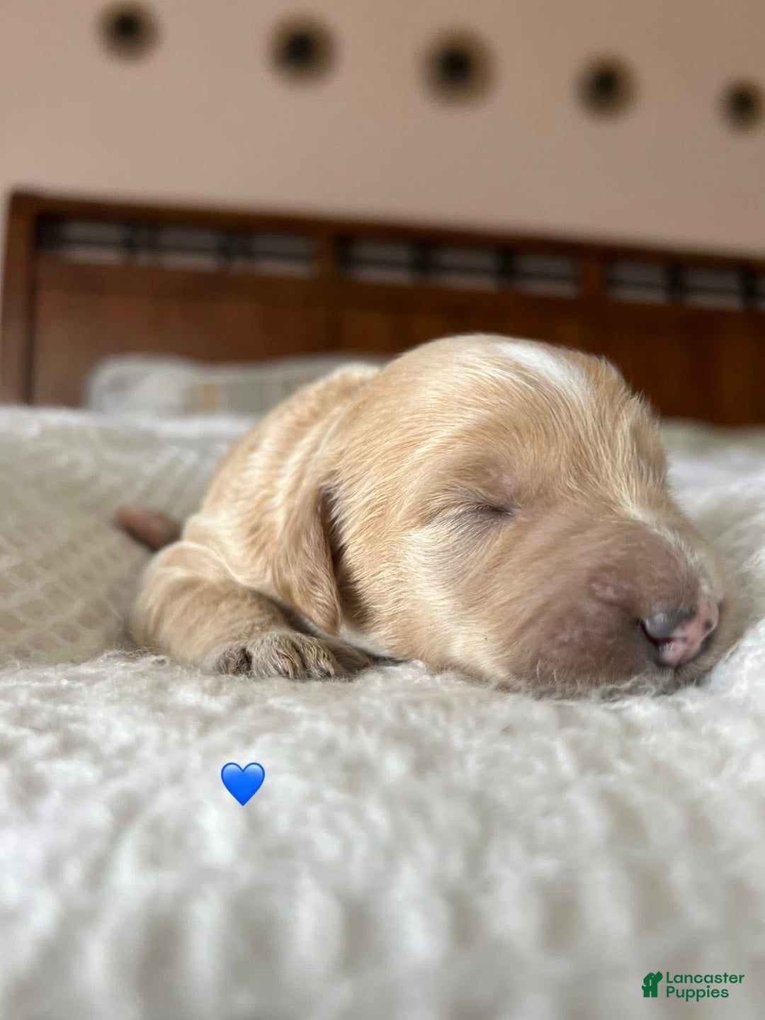 Goldendoodle dogs for sale: Butters - Image 2