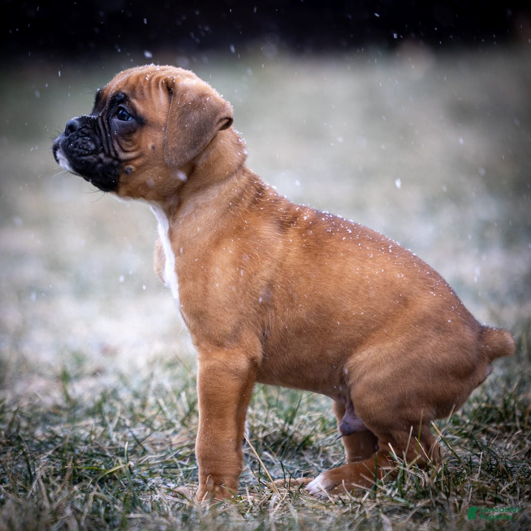 Boxer dogs for sale: Bear - Image 6