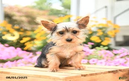 Morkie dogs for sale: Dustin - Image 6