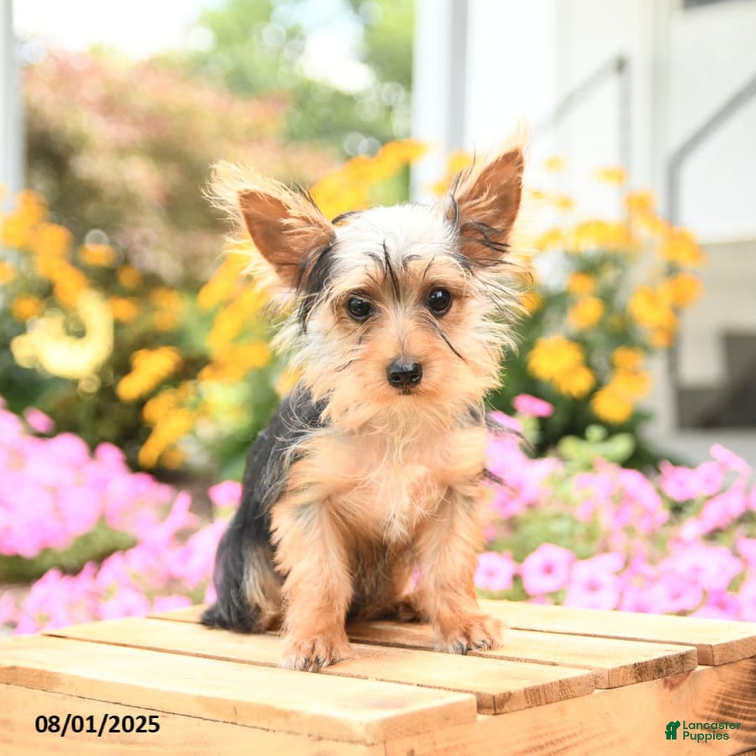 Morkie dogs for sale: Dustin - Image 6