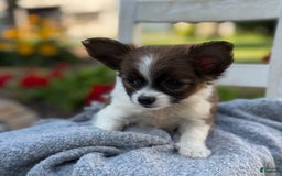 Chihuahua dogs for sale: Seraphina - Image 4