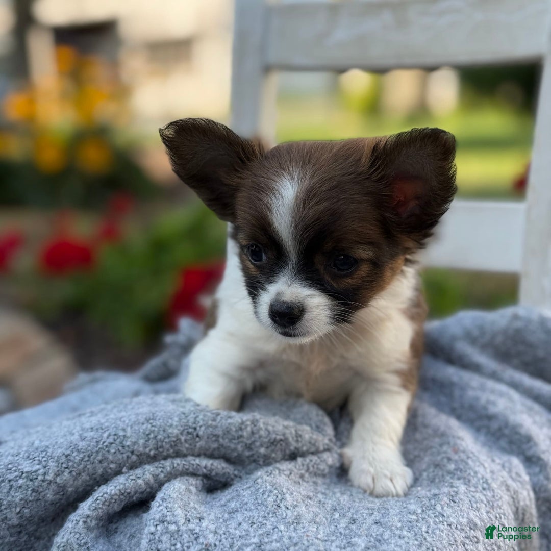 Chihuahua dogs for sale: Seraphina - Image 4