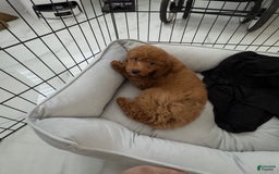 Toy Poodle dogs for sale: Mocha - Image 3