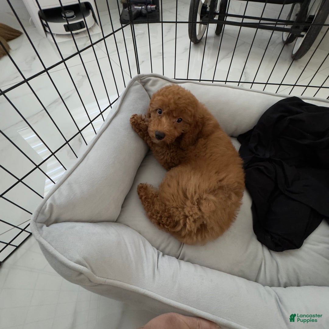 Toy Poodle dogs for sale: Mocha - Image 3