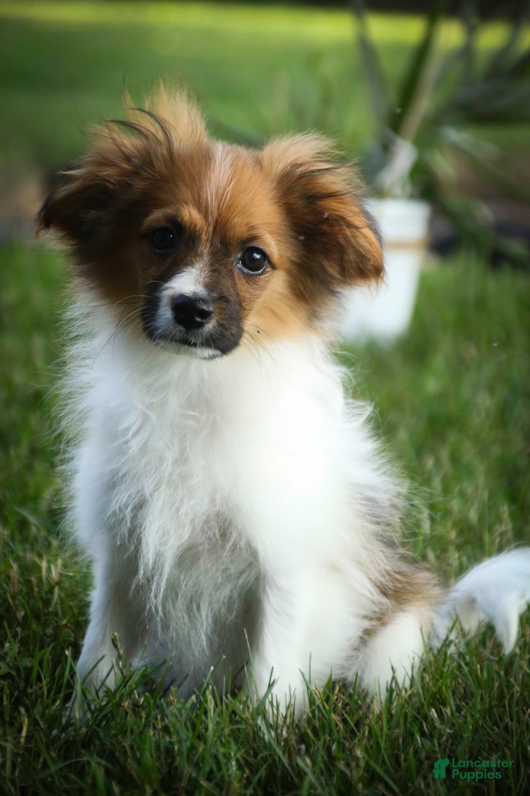 Papillon dogs for sale: Rome - Image 40