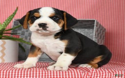 Beabull dogs for sale: Winston - Image 5
