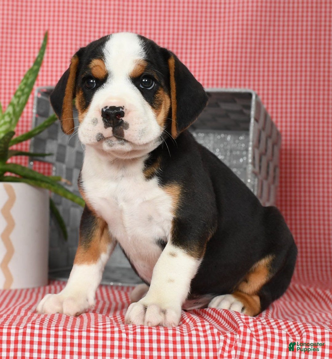 Beabull dogs for sale: Winston - Image 5
