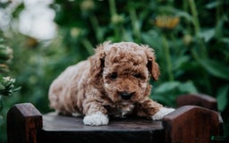 Miniature Poodle dogs for sale: Poppy - Image 1