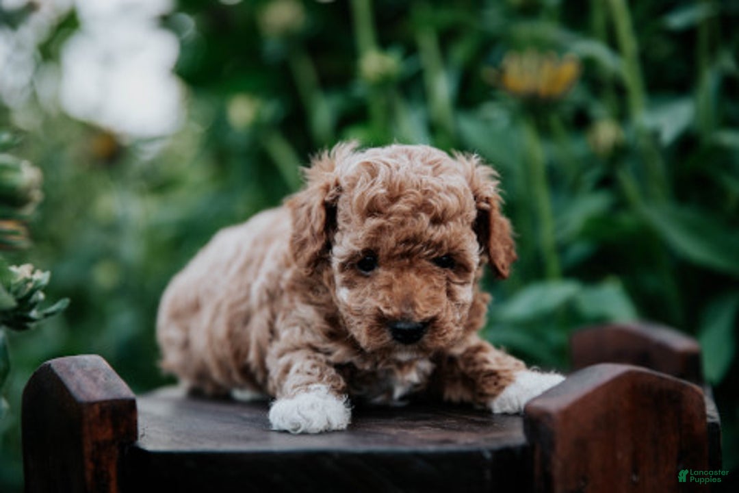 Miniature Poodle dogs for sale: Poppy - Image 1