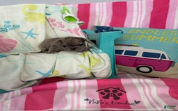 French Bulldog dogs for sale: Akc Blue Merle - Image 13