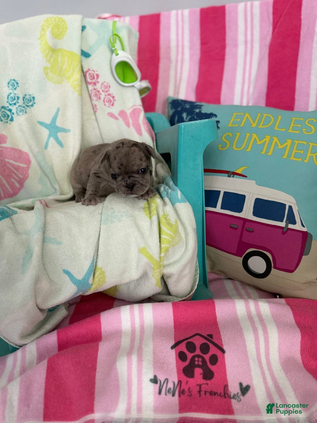French Bulldog dogs for sale: Akc Blue Merle - Image 13