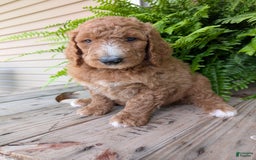 Goldendoodle dogs for sale: Asher - Image 15