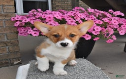 Welsh Corgi Pembroke dogs for sale: Connor - Image 7