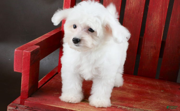 Yorkiepoo dogs - Advert 35