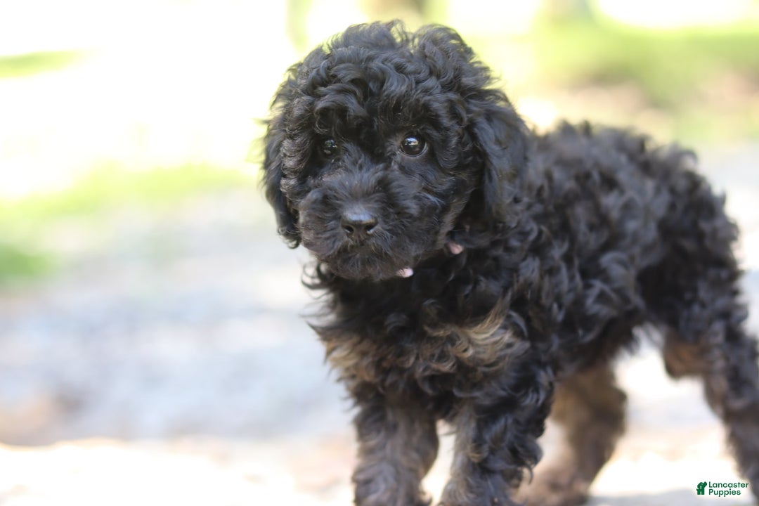 Miniature Poodle dogs for sale: Tessa - Image 3