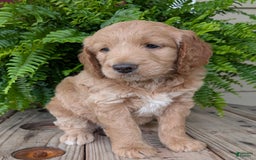 Goldendoodle dogs for sale: Lolly - Image 16