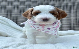 Goldendoodle dogs for sale: Alice - Image 1