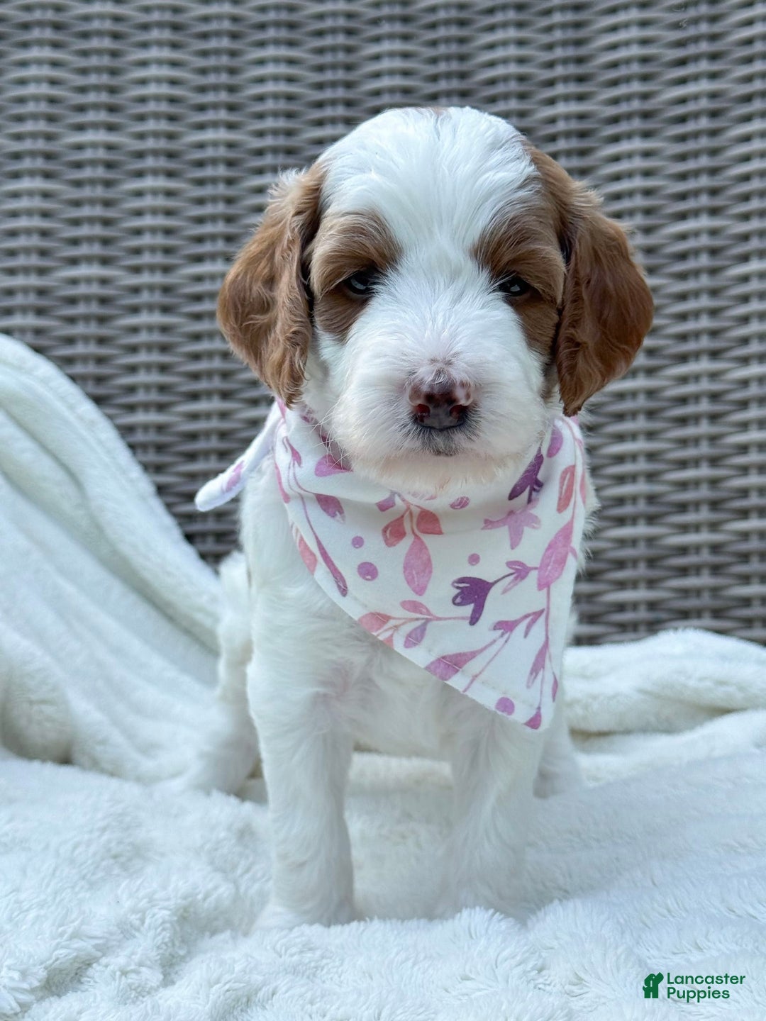 Goldendoodle dogs for sale: Alice - Image 1