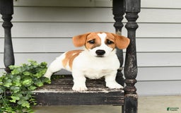 Jack Russell Terrier dogs for sale: Starburst - Image 6