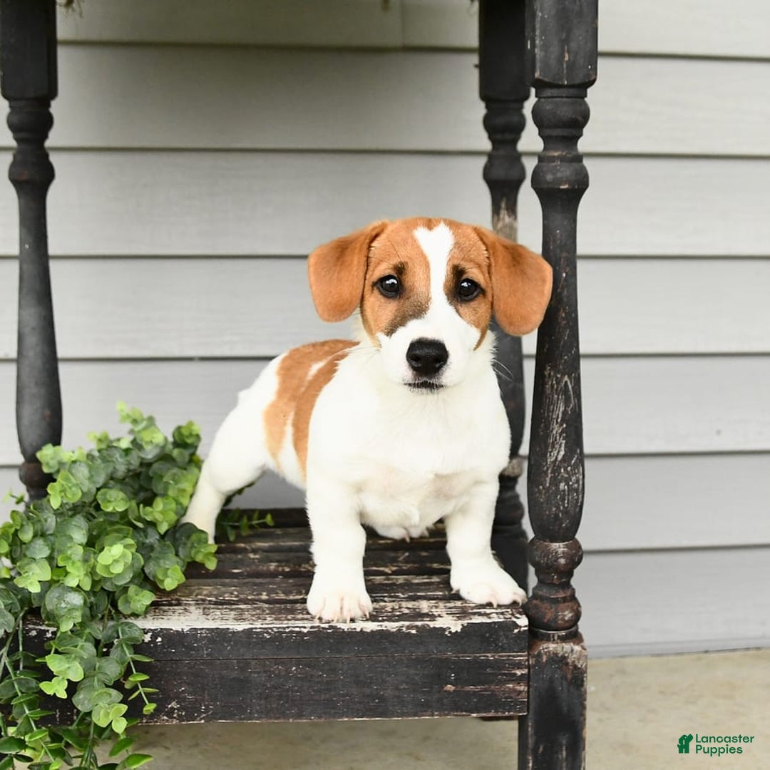 Jack Russell Terrier dogs for sale: Starburst - Image 6
