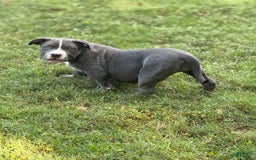 American Bully dogs for sale: Blossom - Image 3