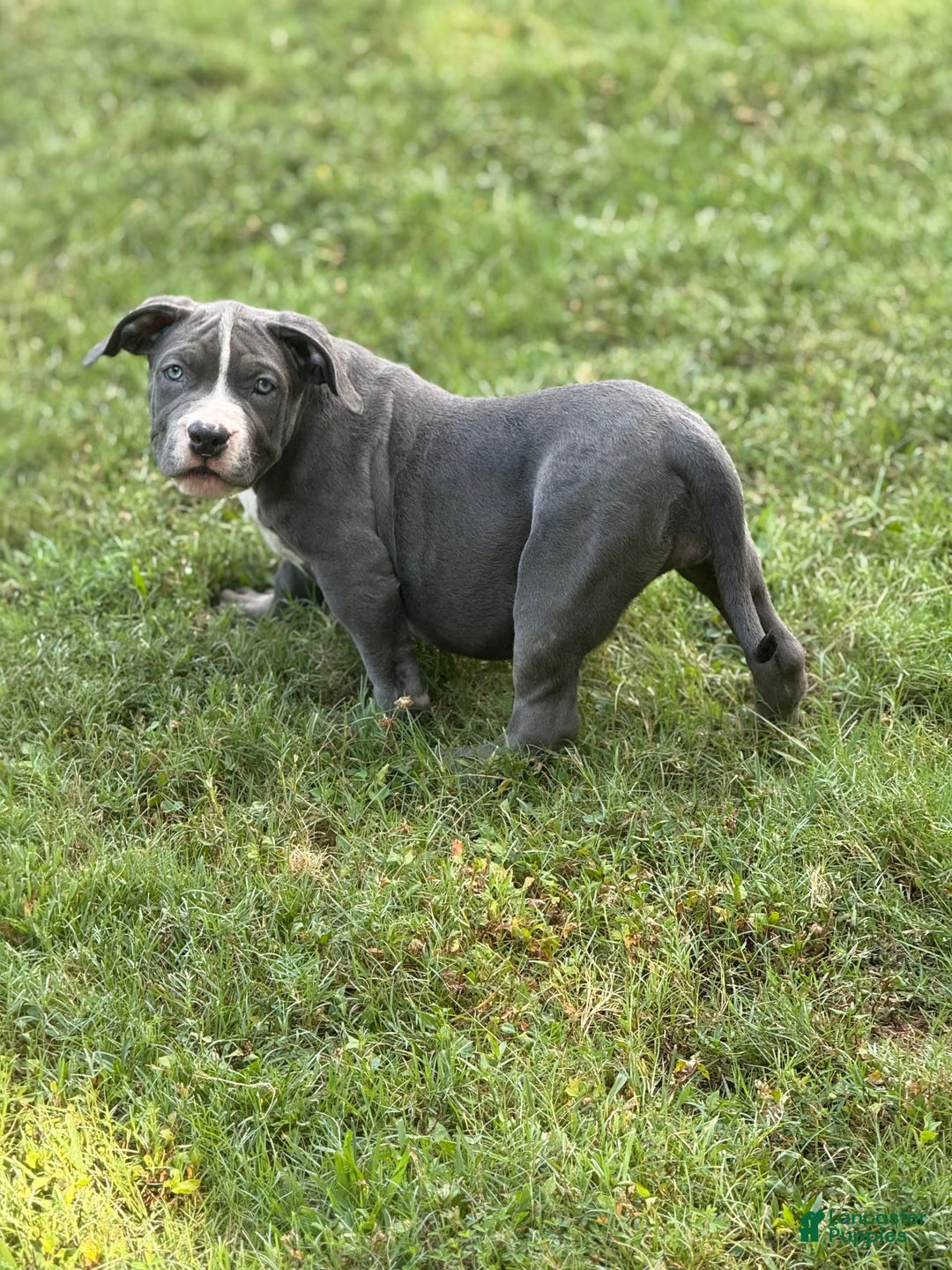 American Bully dogs for sale: Blossom - Image 3