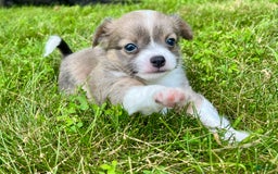 Chihuahua dogs for sale: Case - Image 5