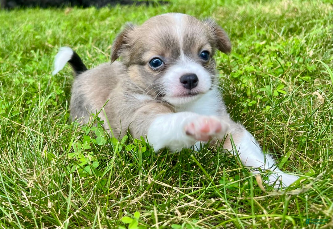 Chihuahua dogs for sale: Case - Image 5