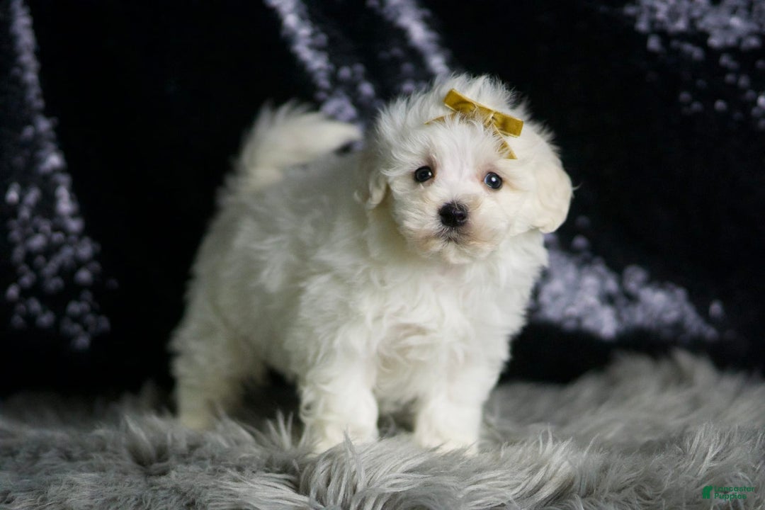 Maltipoo dogs for sale: Avalanche - Image 5