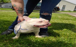 French Bulldog dogs for sale: Kilo - Image 2