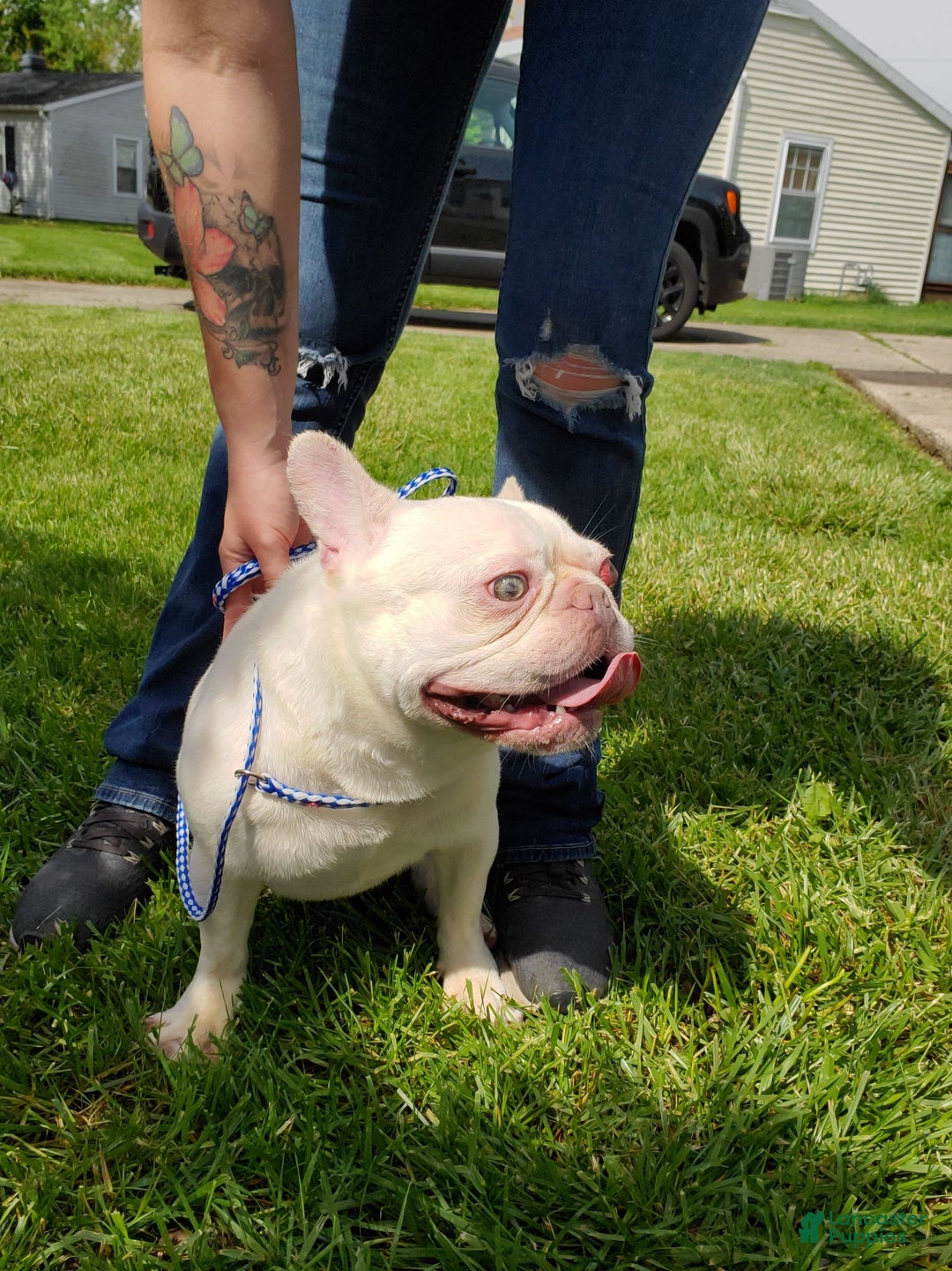 French Bulldog dogs for sale: Kilo - Image 2