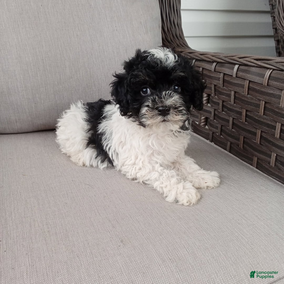 Havapoo dogs for sale: Jojo - Image 4