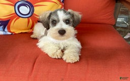 Miniature Schnauzer dogs for sale: Paisley Male 2 - Image 5