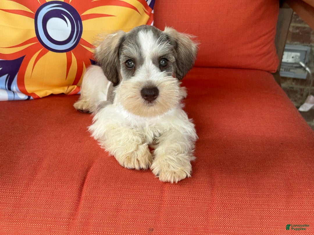 Miniature Schnauzer dogs for sale: Paisley Male 2 - Image 5