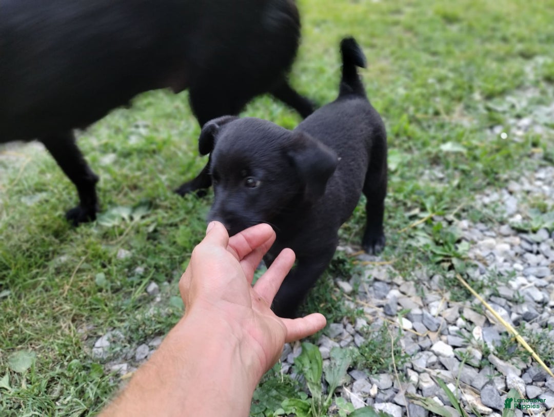 Norwegian Elkhound dogs for sale: Sweetheart - Image 1