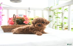 Toy Poodle dogs for sale: Victor - Image 4
