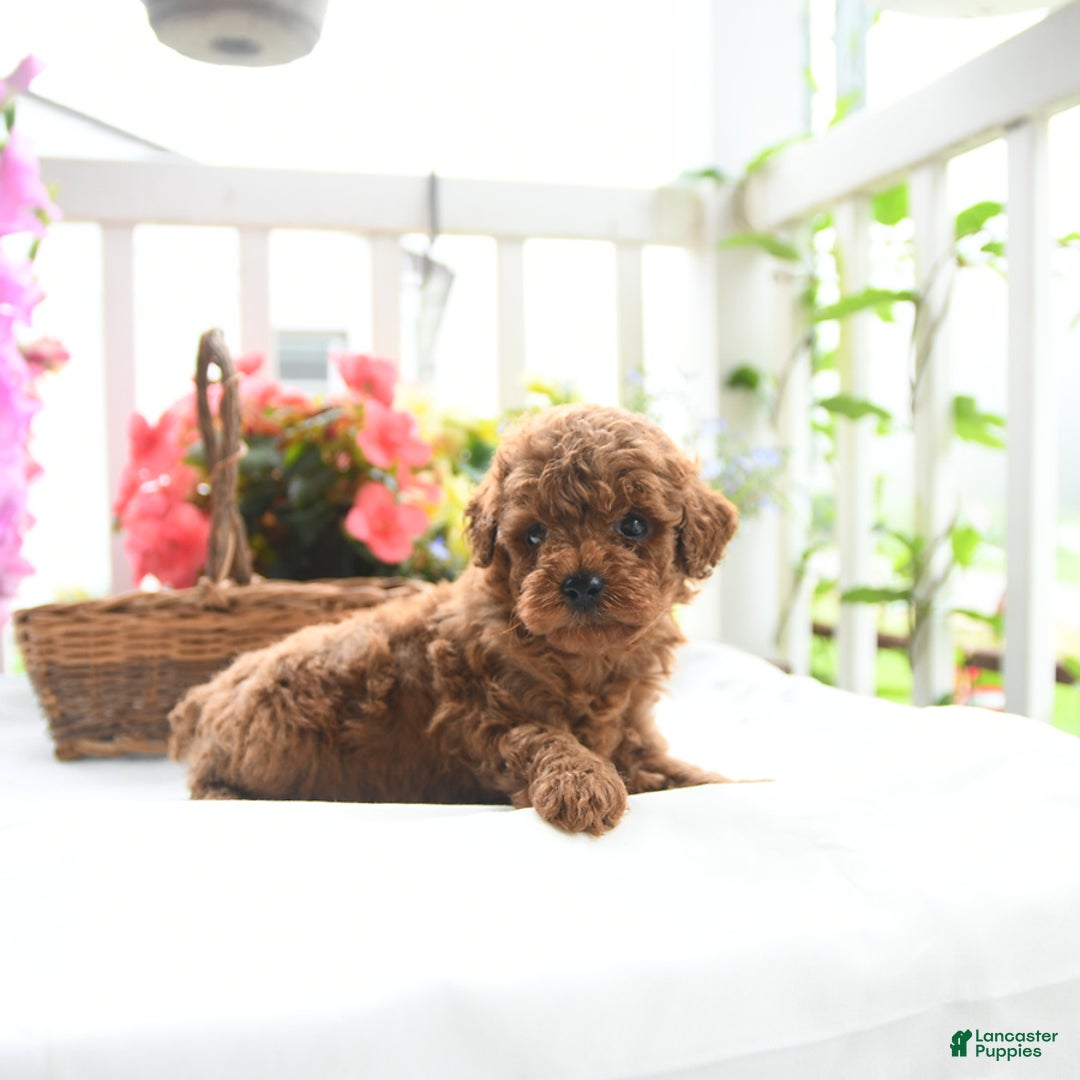 Toy Poodle dogs for sale: Victor - Image 4