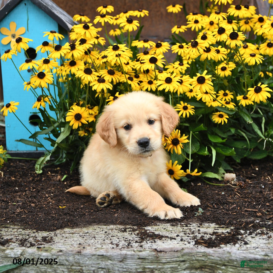 Golden Retriever dogs for sale: Faith - Image 4