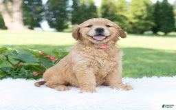 Golden Retriever dogs for sale: Grania - Image 3