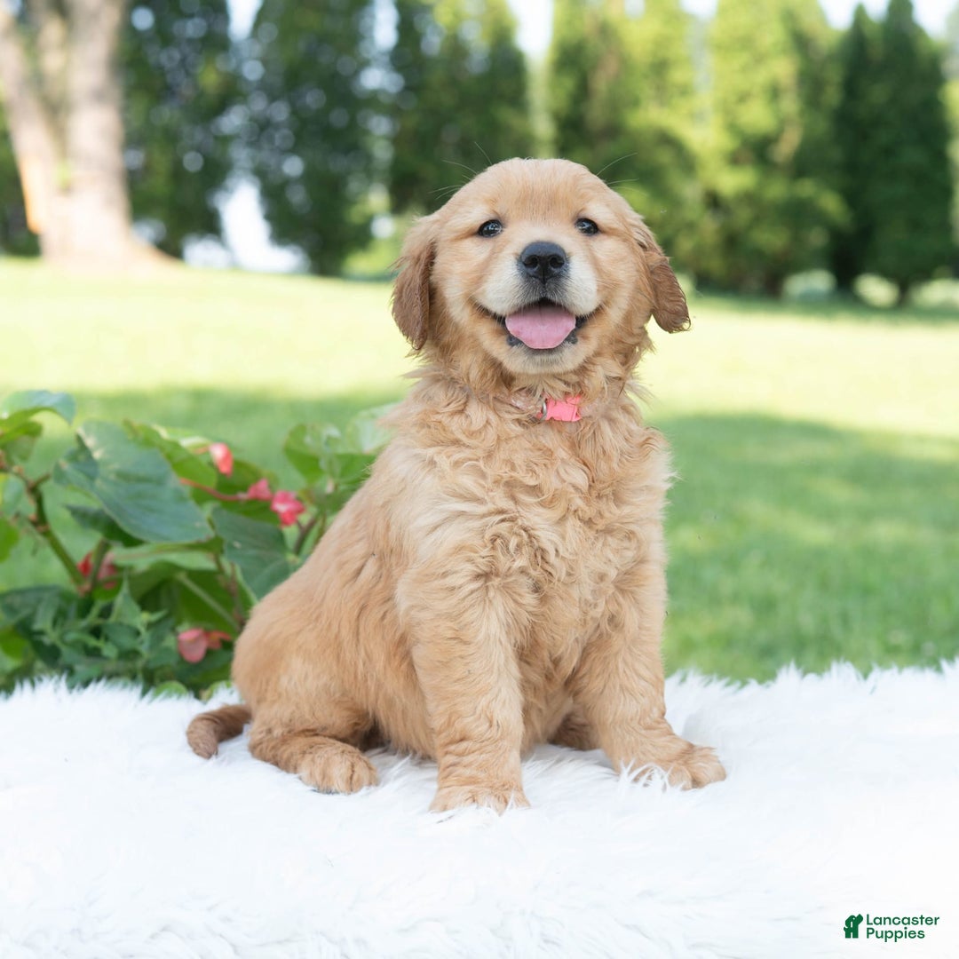 Golden Retriever dogs for sale: Grania - Image 3