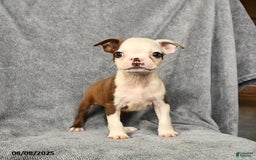 Boston Terrier dogs for sale: Lucky - Image 4