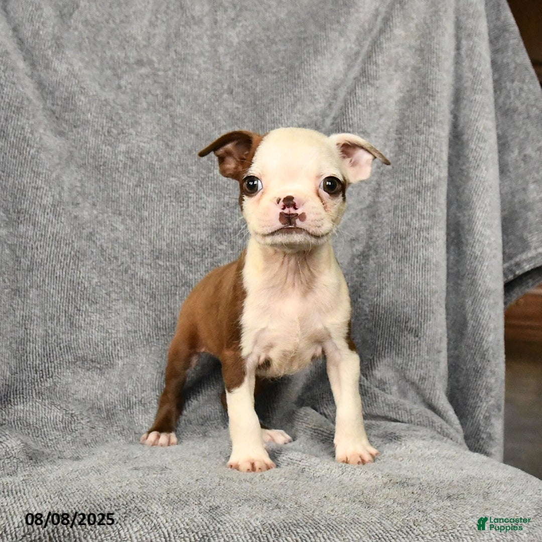Boston Terrier dogs for sale: Lucky - Image 4