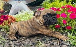 English Bulldog dogs for sale: Andy - Image 4
