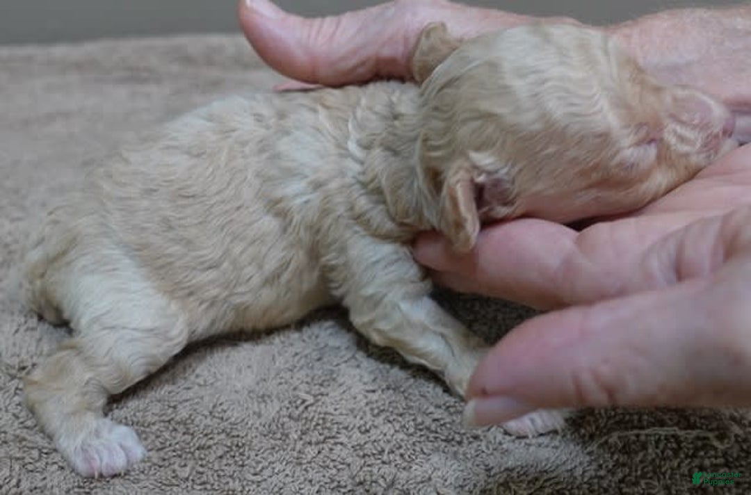 Toy Poodle dogs for sale: Zylo - Image 13