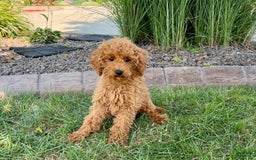 Cockapoo dogs for sale: Terry - Image 3