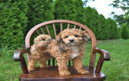 Mini Goldendoodle dogs for sale: Macy - Image 4