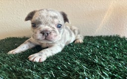 French Bulldog dogs for sale: Gizmo Jr - Image 2