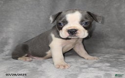 Frenchton dogs for sale: Brittany - Image 3