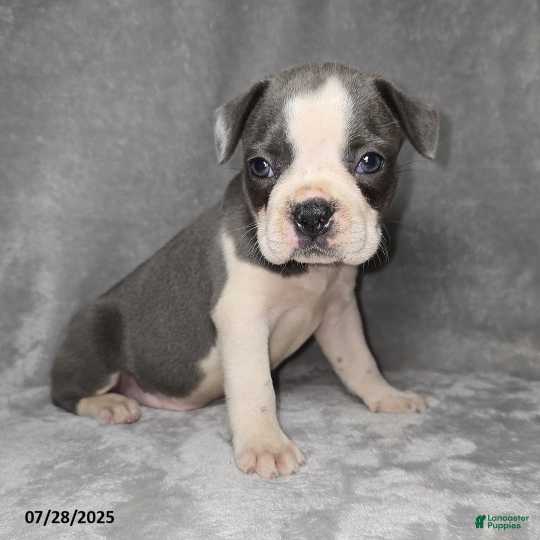 Frenchton dogs for sale: Brittany - Image 3